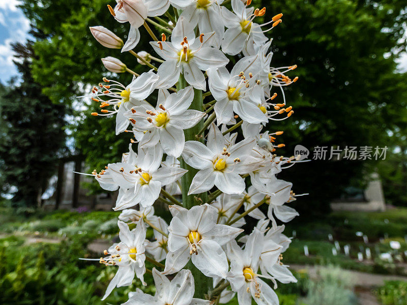 盛开的狐尾百合或巨大的沙漠蜡烛(Eremurus robustus)。在花园中，在明亮的阳光下，这是一种特殊的，非常高，狭窄的植物，花序上有许多白色的花